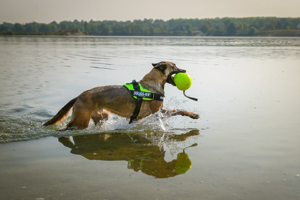 JULIUS K9 IDC PUISSANCE NÉON VERT